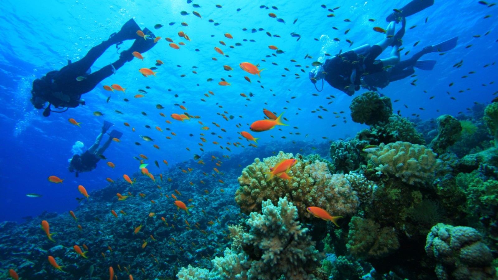 潜水第一季 | 海底总动员之南法自然保护区潜水