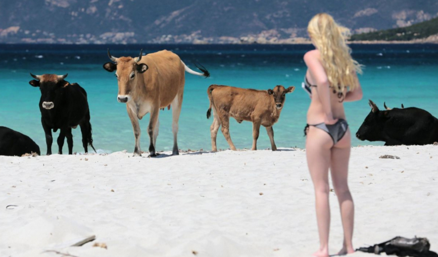 科西嘉海滩上野牛泛滥，当地政府出大招，为何却招来网友的声讨？