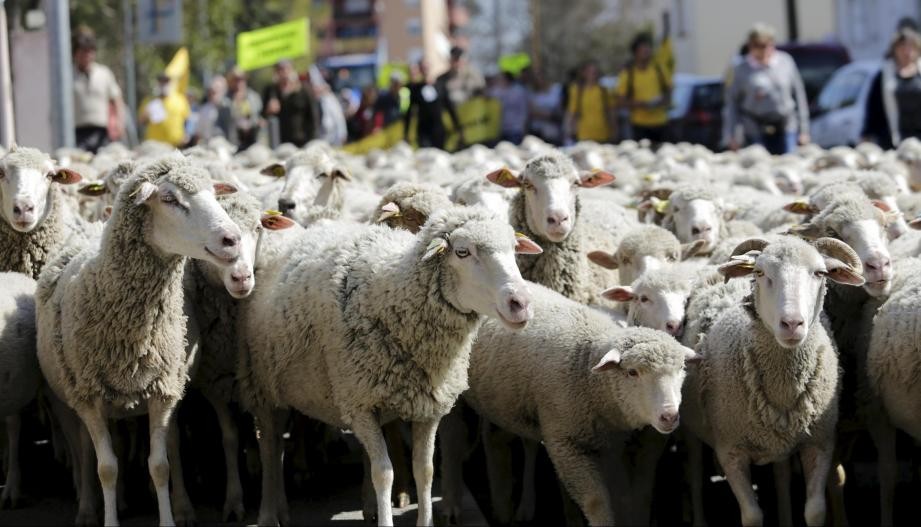 法国人神操作：学生不够，“羊”来凑数！