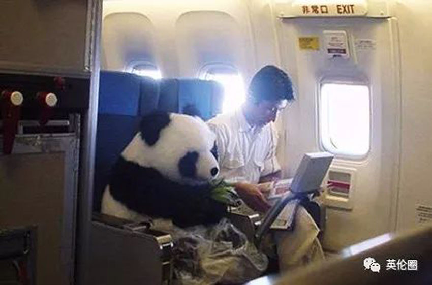 飞机偶遇熊猫不现实，但你可能碰到花豹，企鹅和老鹰！