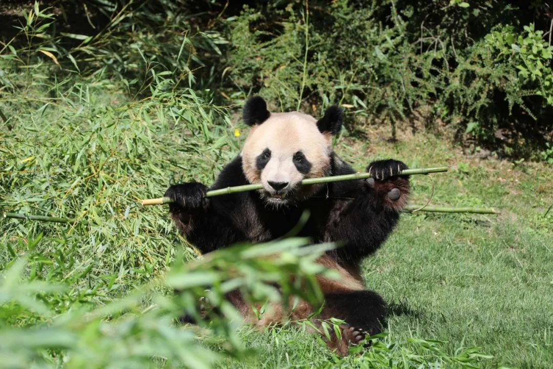 欧时直击：首只在法出生的大熊猫要回中国了！野生爹妈操碎心：回去还有竹子吃吗？