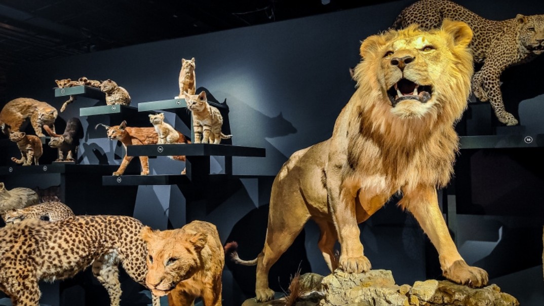 2024继续！法国国立自然历史博物馆猫科动物展